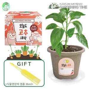 [식물영양제선물]오늘도 새싹 - 지피포트 고추 키우기/ 채소 모종 원예체험 재배 식물