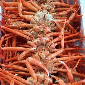 [더조은][더조은] 구룡포  소 자숙 홍게 10마리 (개당 200-250g)