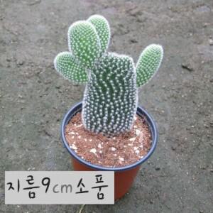 [선인장] 백도선 (토끼선인장) 지름 9cm 소품다육화분