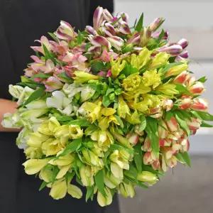 마이플랜트 생화 알스트로메리아 한단 오래가는꽃 꽃선물 화병 포장 경매 꽃배달 정기구독