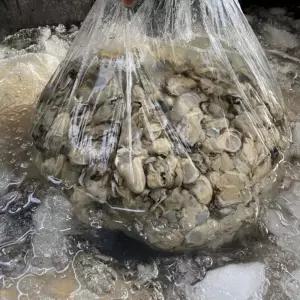 제철 통영 생굴 깐굴 제철석화작업 알굴 횟감굴