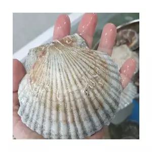 당일포장 조개탕 가리비찜 가리비구이 관자 홋카이도 북해도 활 가리비 4kg