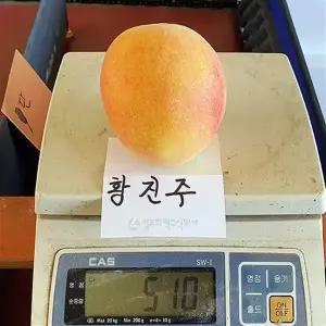 황진주복숭아 유실수묘목 딱딱이복숭아 가을 봄에 적합한 과실수 심기