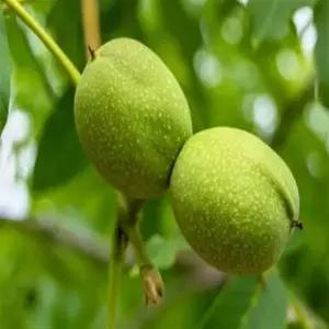 접목 호두 묘목 신령왕 품종 다수확 가능 텃밭·농원 과일나무