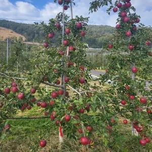 [충북농원] 만홍 사과나무 묘목 - 자근묘/분묘
