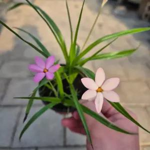 설란 연분홍 야생화 관엽식물