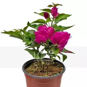 부겐베리아 핑크 꽃 나무 부겐빌레아 실내 공기정화 식물 키우기 플랜테리어 화분