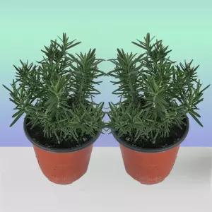 로즈마리 허브 2포트 모종 노지월동 다년생 반려식물 C03