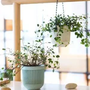 벽걸이 플라스틱 행잉화분 행인화분 행잉플랜트 벽화분 벽걸이화분