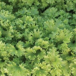 가보 심기용 와사비 겨자 씨앗 12000개 GMO 28그램 정원 채소 대량 생존 녹색 겨자 새싹 마이크로그린