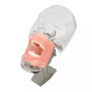 덴티폼 치아 모델 모형 구강 세트 치아모형 실기 틀니 치열