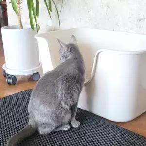 대형고양이화장실 어니스트 초대형 평판 고양이 화장실 (아이보리)