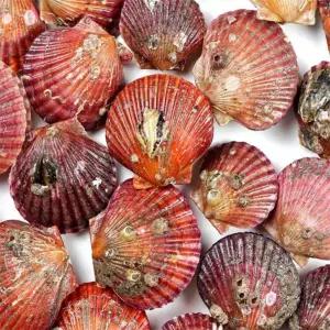 유쎌몰 통영 홍가리비 2kg kg당 15-20미 홍가리비철