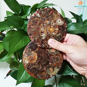 천연 암모나이트 디스크 소라 노틸러스 표본 치유 장식 선물 코스터 아트 석영 크리스탈 컵 11cm