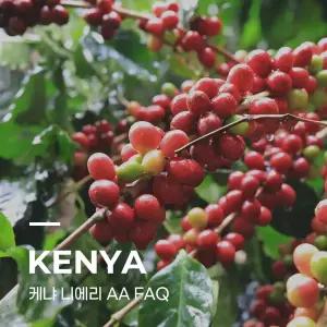 캅카와 커피생두 케냐 니에리 AA FAQ 1kg 1개