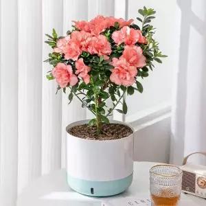 물받이 화분 받침대 일체형 빈 인테리어 포트