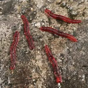 밑밥 미끼 갯지렁이 지렁이 떡밥