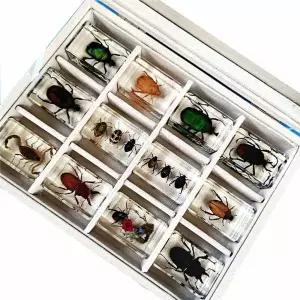 나비 박제 표본 곤충 채집 자연 세트 액자 프레임