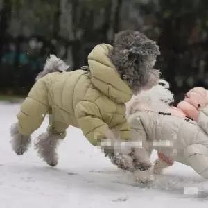 강아지패딩 방한복 애견 겨울옷 경량 모자옷 조끼 개