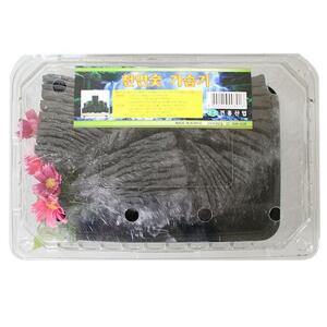 다용도 탈취 요리 화분 미니 자연 인테리어 부작 편백