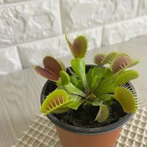 식충식물 파리지옥 키우기 벌레 모기잡는식물 끈끈이 원예