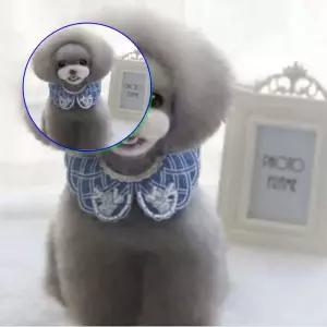 쌍문상회 귀족 애견스카프 강아지케이프