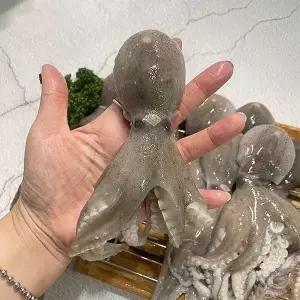 국내산 활 쭈꾸미 1kg 생물 쭈꾸미 샤브샤브 숙회