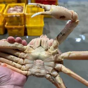 러시아대게시세 1KG 수율좋은 자숙 대게찜 홈파티 수율좋은대게 가족외식메뉴