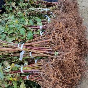 산딸기나무 산딸기묘목