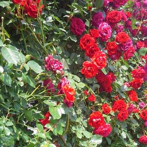 장미묘목 장미꽃나무