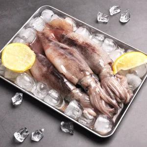 통찜용 총 알 오징어 500g (4~7미)/1팩/2팩