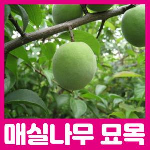 최상의 품종 매실나무 묘목 /왕매실 홍매실 청매실 2년생 다양한품종 판매중