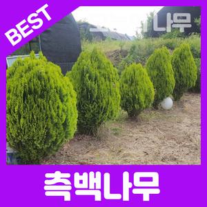 최상의 품종 조경수 측백나무 / 황금측백 에메랄드 그린 /정원수 묘지수