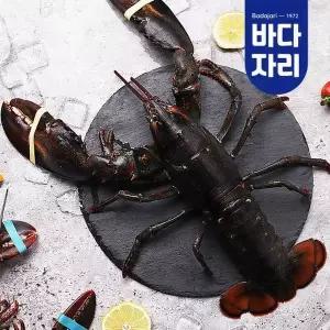 [바다자리](마산점)살아서 도착하는 활랍스타 1마리 1kg내외