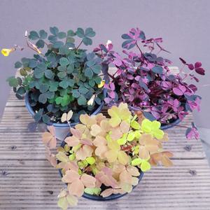 행복한꽃순이/휴면기 없는 사랑초(쿠퍼글로우자주/골드/플렁크레이지) 3종 묶음