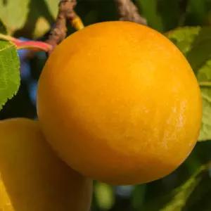 [충북농원] 심포니 플럼코트나무 묘목 - 1년생/접목묘