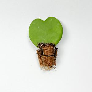 글라스가든 하트호야 다육식물 키우기 쉬운 실내공기정화 수경재배식물 