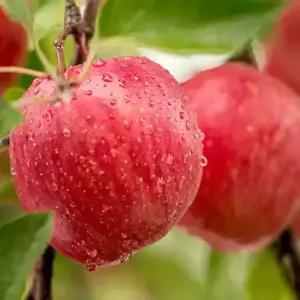 [충북농원] 홍로 사과나무 묘목 - R2~R3/분묘