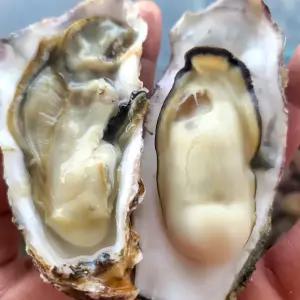 석화 통영 굴 5kg