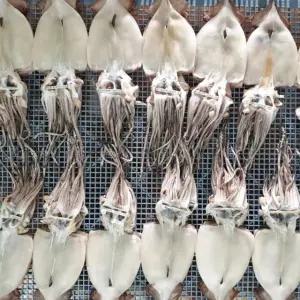 피데기 오징어 반건조 오징어 5미 900g 급