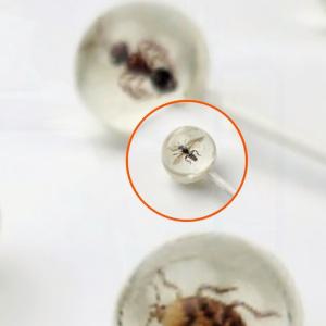 곤충모양 식품 마쉬멜로우 아이들 간식 캠핑용 과자 파티용