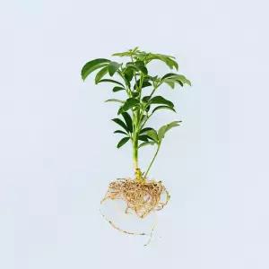 홍콩야자 세척 모종 소형 수경재배식물 키우기쉬운 인테리어 공기정화식물