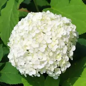 [충북농원] 스트롱아나벨 유럽목수국 묘목 - 삽목묘