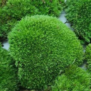 생 비단 빵 식물 이끼 분재 분경 석부작 넝쿨 덩쿨 자연이끼 넝쿨식물