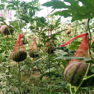 애플수박 그물망 과일 수박망