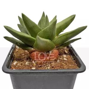 삼각목단 아리오카르푸스 코츠초우베야누스 희귀 선인장 종류 다육이 화분