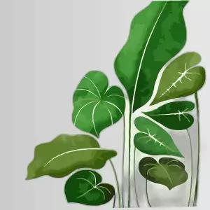 하모니아트 DIY 유화그리기 세트 40x50 몬스테라