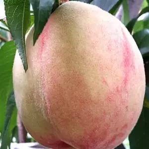 복숭아 묘목_알찬 복숭아[보구력이 강하고 과즙이 풍부한 복숭아]