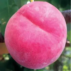 아부백도 복숭아 묘목