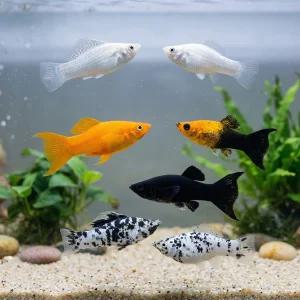 열대어 튼튼한 몰리 모듬 세트 10마리 20마리